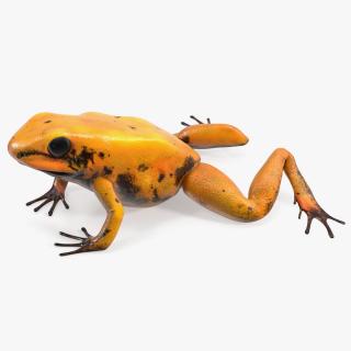 Crawling Poisonous Arrow Frog Orange Morph 3D