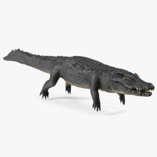 Black Caiman 3D