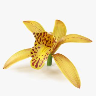 3D model Cymbidium Orchid Flower Yellow