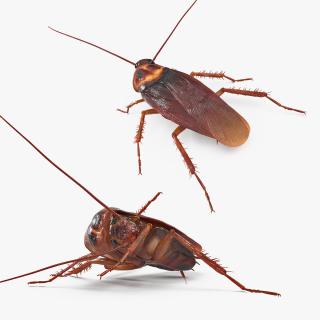 3D Rigged Animated Cockroach Collection