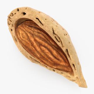 3D Broken Almond Shell with Almond