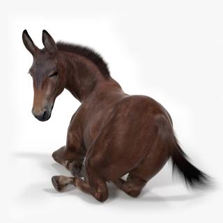 Lying Mule Dark Fur 3D model