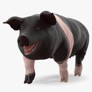 3D model Hampshire Pig Sow Walking Pose