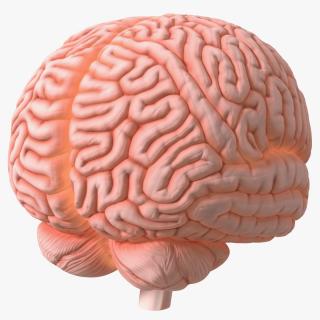 3D Human Brain Plastic Model with Light