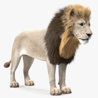 3D White Male Lion Fur Rigged