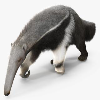 3D model Anteater Walking Pose Fur