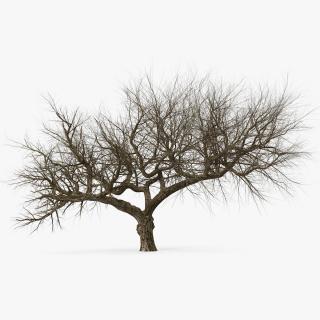 3D model Old Winter Tree