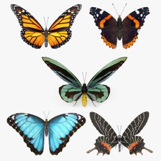 3D Rigged Butterflies Collection 4