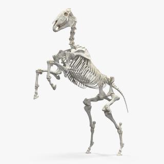 Rearing Horse Skeleton 3D