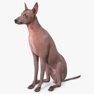 3D model Xoloitzcuintle Mexican Hairless Breed Dog Fur