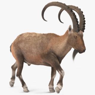 3D Alpine Ibex in Walking Pose Fur 2 model