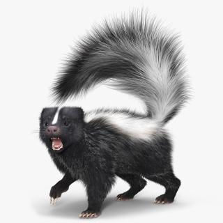 3D Animal Skunk Fur Rigged model