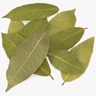 Dry Laurel Leaves 3D