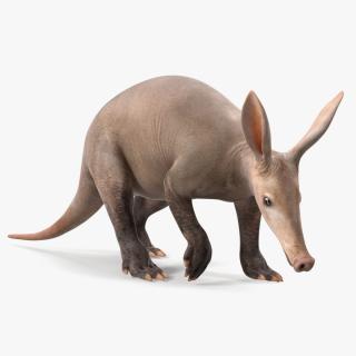 3D Mammal Aardvark Walking Pose model