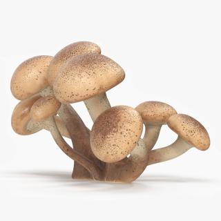 Honey Agaric 3D