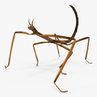 3D model Stick Insect Brown Rigged