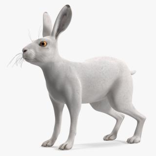 Winter Jackrabbit Rigged 3D model