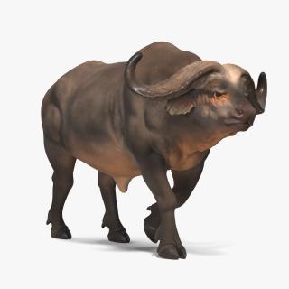 3D African Buffalo Walking Pose model