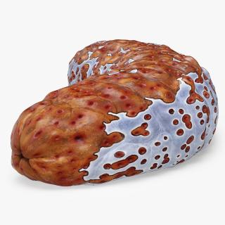 3D model Sea Cucumber S Shaped Red