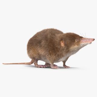 Shrew Idle Pose Fur 3D model