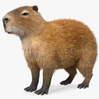 Capybara Fur Rigged 3D model