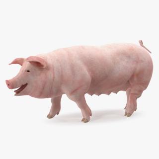 Pig Sow Landrace Walking Pose 3D model