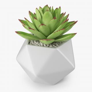 3D Echeveria Agavoides Lipstick model