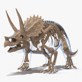 Triceratops Fossil Standing Pose with Transparent Skin 3D model