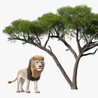 3D African Acacia Tree White Lion Collection