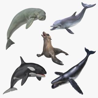 Marine Mammals Rigged Collection 4 3D model