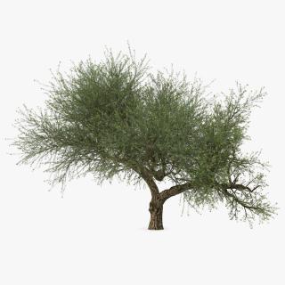 Olive Tree With Olives 3D