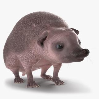 3D model Hedgehog Bald Rigged