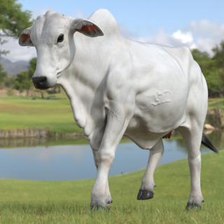 3D model Zebu Cattle Female Walking Fur