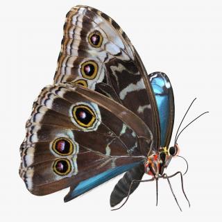 Peleides Blue Morpho Butterfly with Fur 3D model