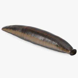 3D model Medicinal Leech