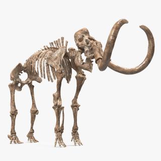 3D Mammoth Skeleton Old Bones