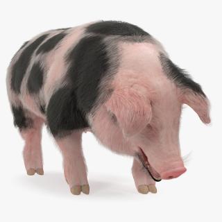 Pig Sow Peitrain Standing Pose with Fur 3D model