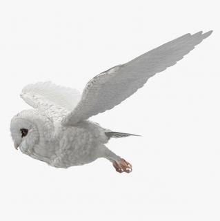 3D White Barn Owl Rigged