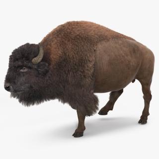 3D Walking American Bison with Fur