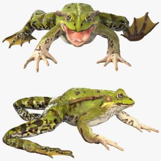 3D Frog Rigged