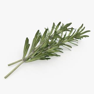 Fresh Rosemary 3D model