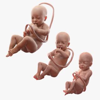 3D Embryos Collection model