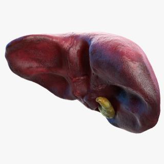 Human Liver and Gallbladder 3D