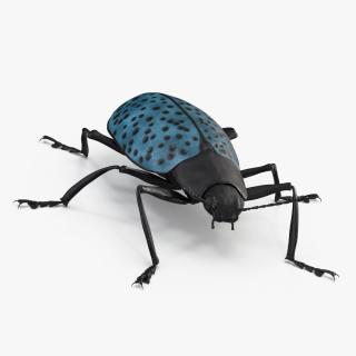 3D Blue Pleasing Fungus Beetle Rigged Fur model