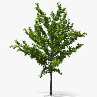 3D model Realistic Young Red Maple Tree