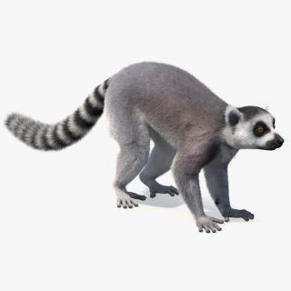 Lemur Fur 3D model