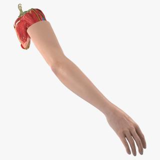 3D Arm Skin and Anatomy Asian Female model