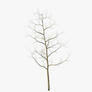 Young White Oak Winter 2 3D model