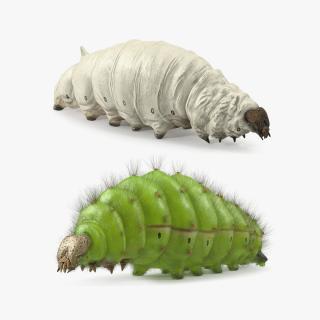 3D Silkworms Fur Rigged Collection