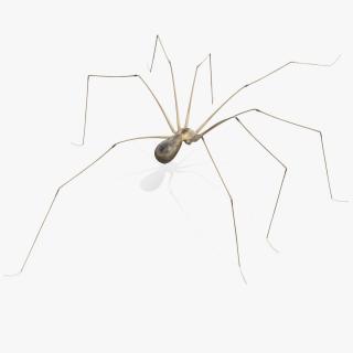 Long-legged House Spider Rigged for Maya 2 3D